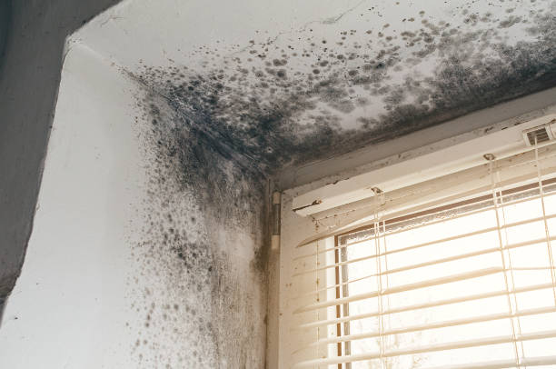 Trusted Attic Mold Removal service in Fallston, MD - Cheap Mold Removal